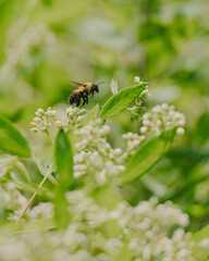 bee flying to a flower