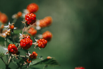 red berries on a green background