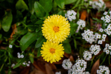yellow flowers in the garden