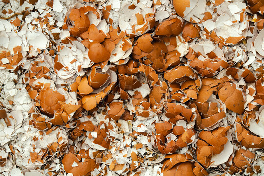 Egg shells