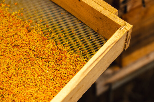 Pollen