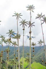 Naklejka premium Hermosa fotografía del Valle del Cocora, Colombia, tomada en un día nublado.