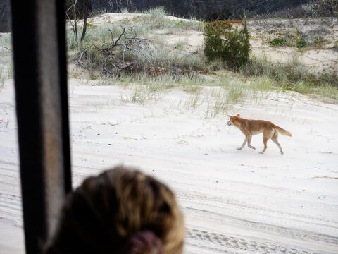 A dingo on the beach of K'gari