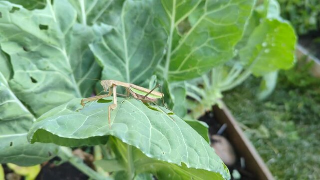 Phasmids, also know as Walking Stick Insect, is sitting on a collard leaf in an organic garden