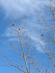 Wispy clouds dot a blue sky, the bare tree shows a few birds sitting on it enjoying the winter sun. 