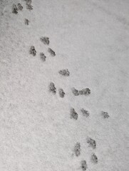 Tiny animal prints crossing a sidewalk covered in fresh snow. In the winter it is easier to spot animals coming and going from the garden or woods because of their tracks.