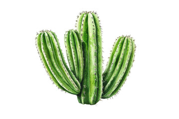 green thorny cactus isolated on a white background