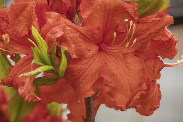 Close-up of vibrant red azalea flowers, displaying their full splendor with detailed petals and contrasting green leaves, symbolizing beauty and renewal in nature