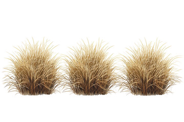 savannah dry grass on a white background