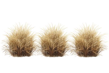 savannah dry grass on a white background