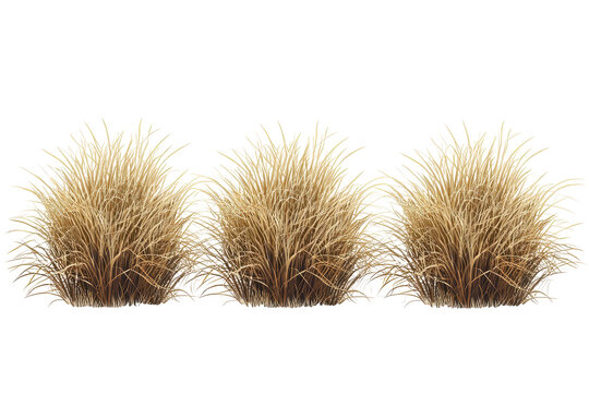 savannah dry grass on a white background