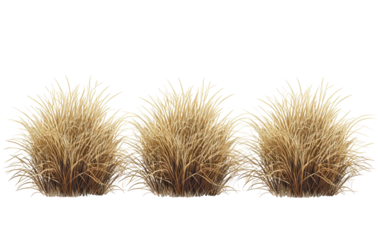 savannah dry grass on a white background