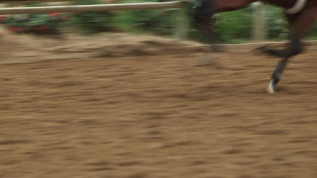 horse racing on the track