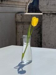 Yellow tulip in a vase.