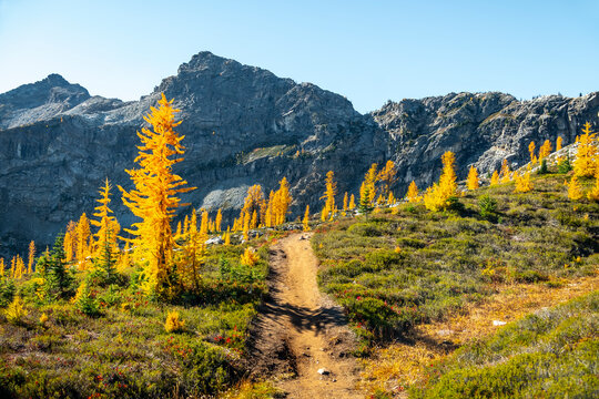 Fall Hiking Trail with Golden Larch Trees