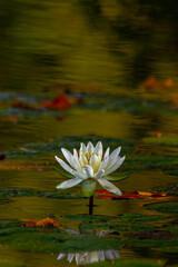 water lily