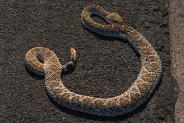 Rattle snake and rattle seen on an asphalt background of Tucson Arizona
