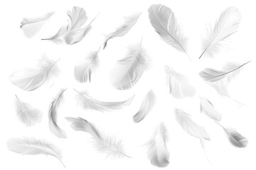 Set of feathers isolated on a white background
