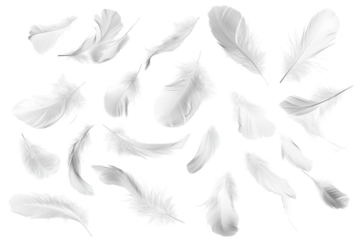 Set of feathers isolated on a white background