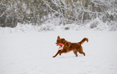 Ginger Nova Scotia duck tolling retriever - Toller actively running and playing with orange toy in the snow. A happy dog having fun outside during a winter walk.