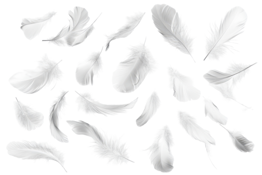 Set of feathers isolated on a white background