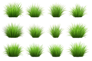 illustrations of green plants, such as grass, isolated on a white background