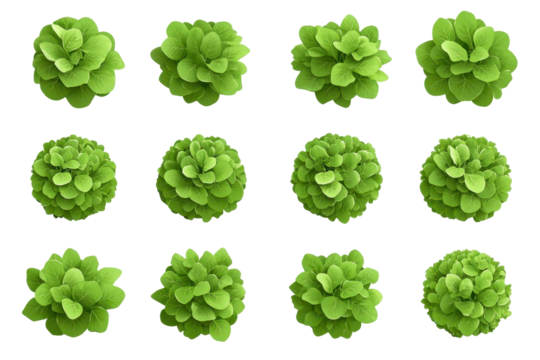 illustration of green bushes, grass and shrubs isolated on a white background