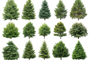 A clean white background and luxurious Christmas trees are the best holiday decor