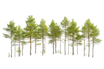 Collection of green trees on a white background