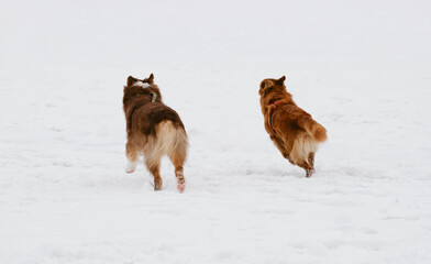 Two cute fluffy happy purebred dogs run together in the snow during a winter walk. Nova Scotia duck tolling retriever - Toller and Australian Shepherd on move. Dogs playing catch up, rear view.