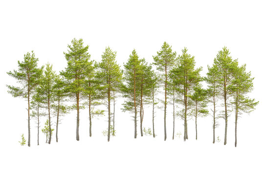 Collection of green trees on a white background