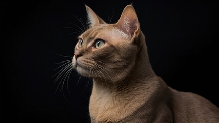 Closeup Portrait of Burmese Cat in Profile view Isolated on black background