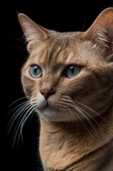 Closeup Portrait of Burmese Cat in Profile view Isolated on black background