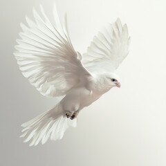 Obraz premium White Dove In Flight Wings Spread Gracefully