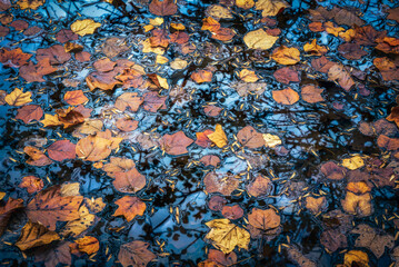LEAVES IN WATER v2