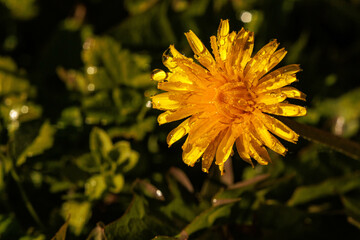 朝露に濡れたタンポポの花