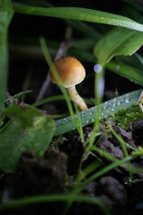 秋の森の中に生える小さなキノコ