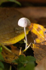 秋の森の中に生える小さなキノコ