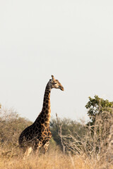 Fototapeta na wymiar A photo of giraffe