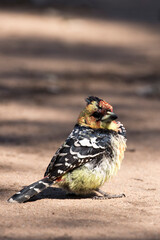 A close photo of crested barbet