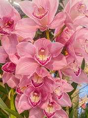 Boat Orchid (Cymbidium cv) in a greenhouse. Beautiful Pink Cymbidium orchid's flowers. Closeup of...