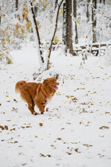 Ginger Nova Scotia duck tolling retriever - Toller walking in snowy winter forest. A charming active pedigreed dog runs while walking in a snowy park.