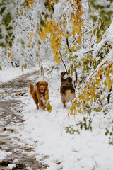 Two cute fluffy purebred dogs walk in the snow winter forest near trees with yellow leaves during winter walk. Nova Scotia duck tolling retriever - Toller and a brown Australian Shepherd portrait.