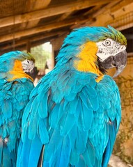 Two Parrots 