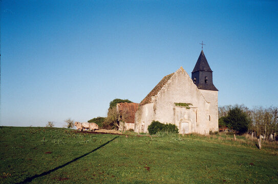 two cows standing next to the old church in Burgundy
