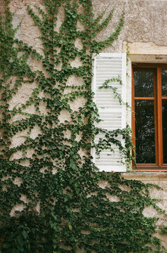 Ivy on the cottage wall in Burgundy