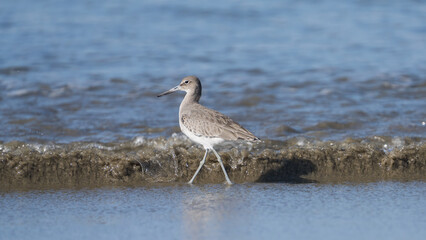 A willet foraging in the surf near Morro Bay, California.