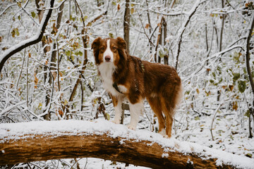Cute fluffy purebred dog with paws on log fallen tree in the snow forest and poses during a winter...