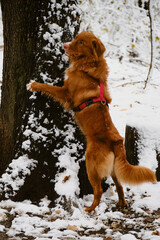 Cute fluffy purebred dog with paws on tree in the snow winter forest and poses during a winter walk. Ginger Nova Scotia duck tolling retriever - Toller agile tricks outside.