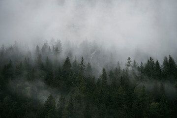 Clouds over mountain trees